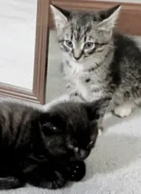 《纪录片：萌宠记》：治愈系萌宠大作战！温暖你的心，融化你的忧愁！